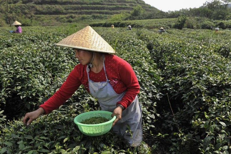 Farmers busy with picking