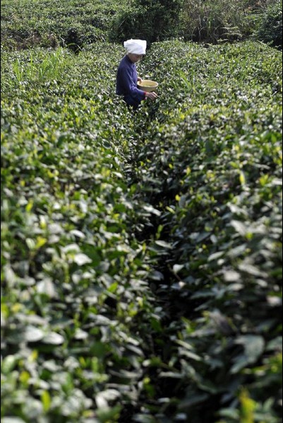 Farmers busy with picking