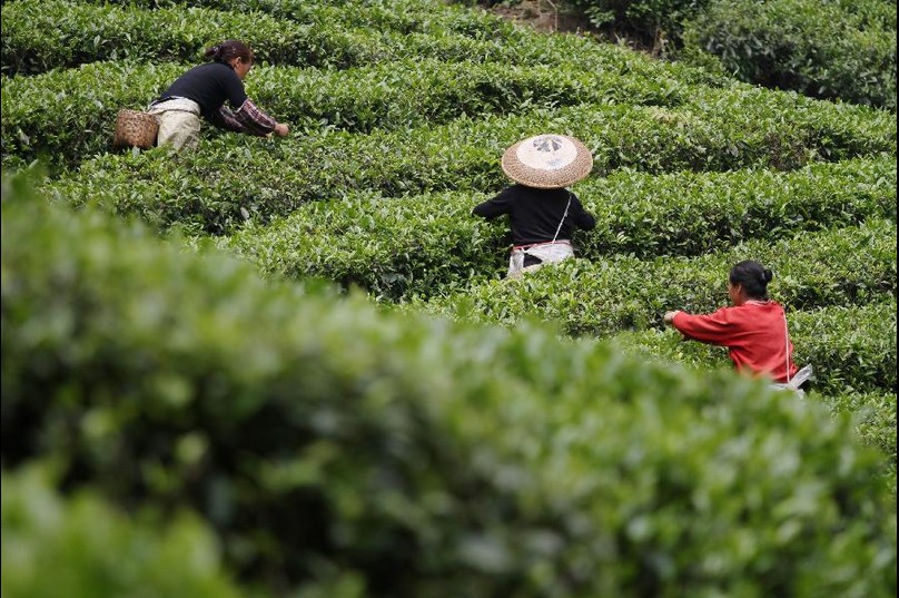 Farmers busy with picking