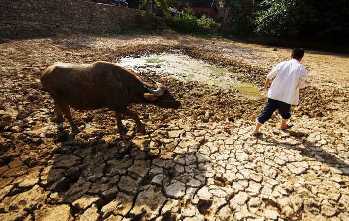 38 counties in Guizhou faced with serious drought