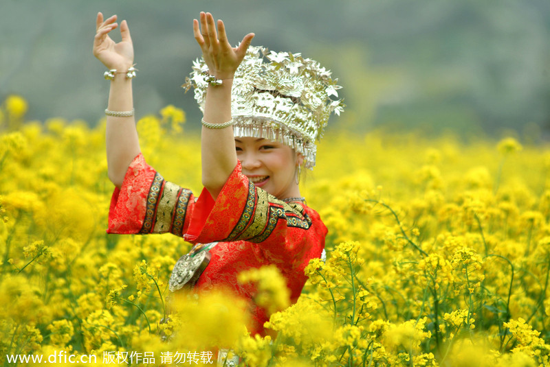 canola flower attractions in guizhou business chinadaily com cn