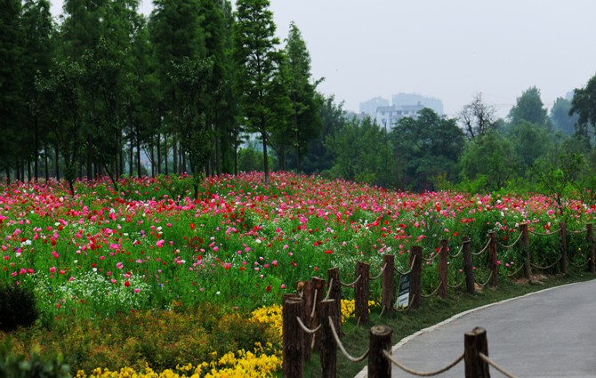 Wild flower field in Guiyang