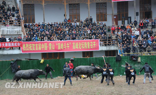 It's battle of the bulls for Guizhou's Miao