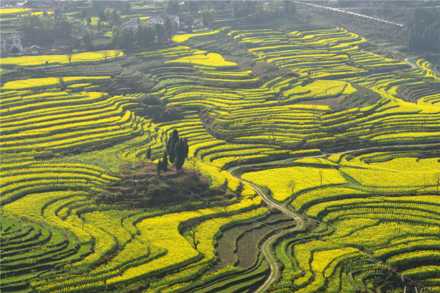 Spring flowers bloom in Guizhou