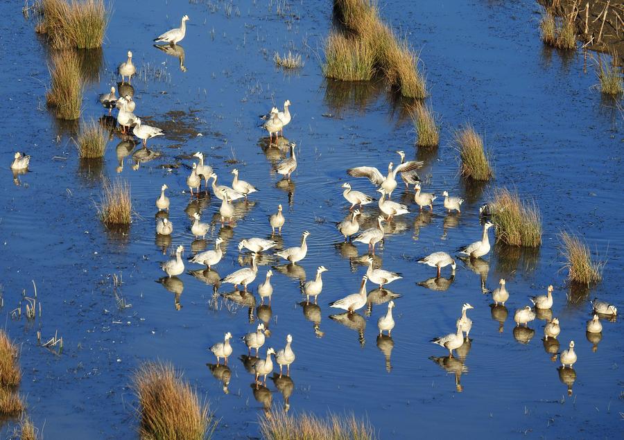 Migratory birds seen on Caohai Nature Reserve in SW China