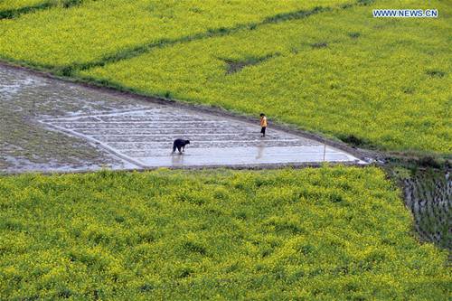SW China's farmers work in rice field during plow, sow season