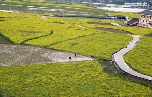 SW China's farmers work in rice field during plow, sow season