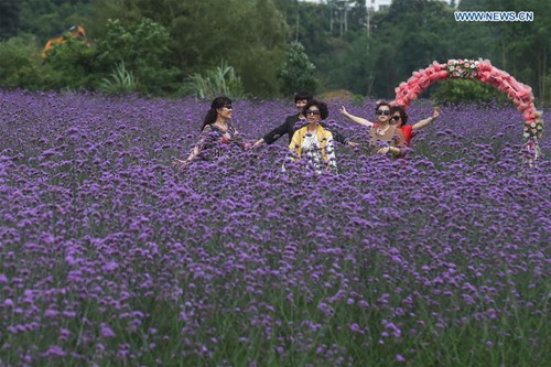 Full-blown lavender attracts visitors in SW China