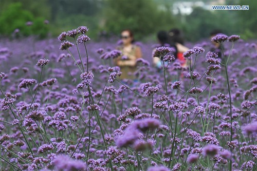 Full-blown lavender attracts visitors in SW China