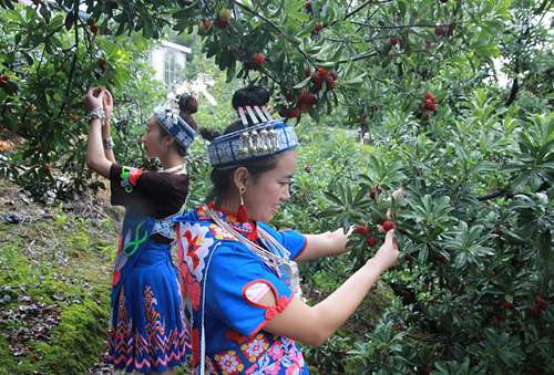 Waxberries, the crop of choice in Guiyang