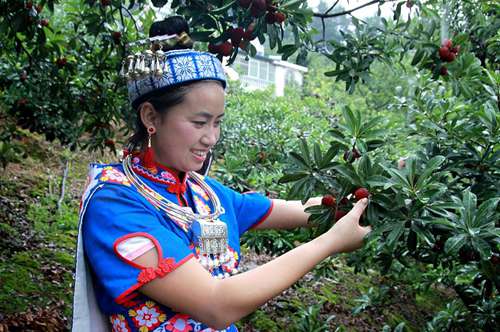 Waxberries, the crop of choice in Guiyang