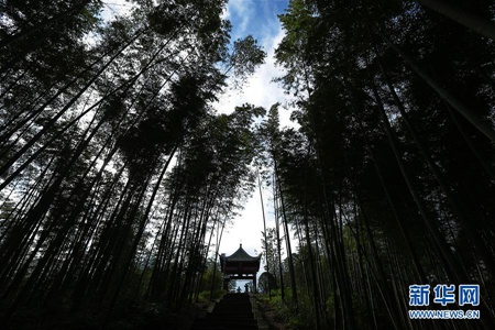 Chishui improves environment with afforestation