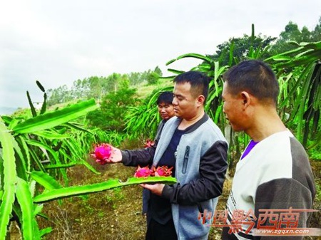 Dragon fruit brings prosperity to Lurong residents