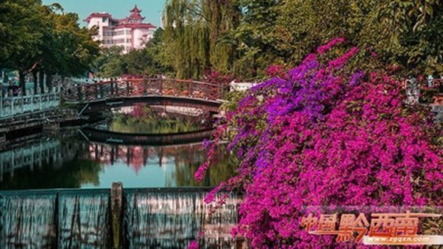 Bougainvillea is the plant of choice in Qianxinan