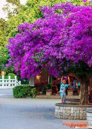 Bougainvillea is the plant of choice in Qianxinan
