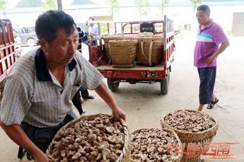 Mushroom production gets 90 million yuan investment
