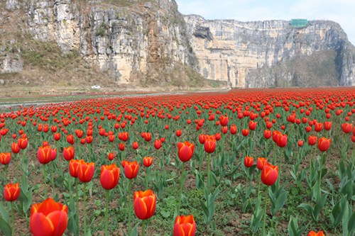 Blooming flowers attract visitors to Anlong Park