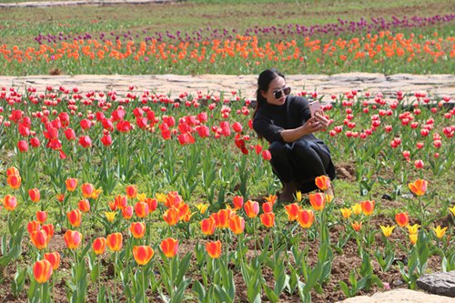 Blooming flowers attract visitors to Anlong Park