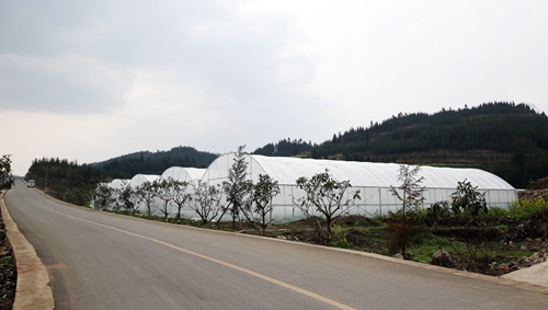 Concentrated land management revives flood-hit Tangyue