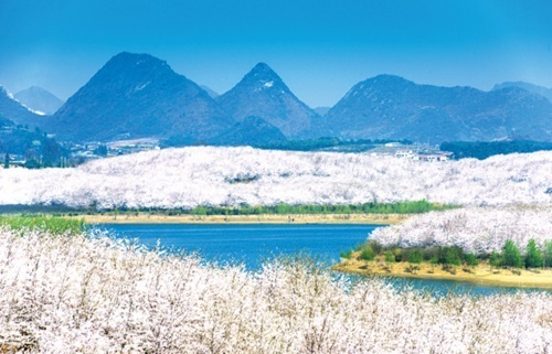 Cherry blossoms bring tourists to Guizhou