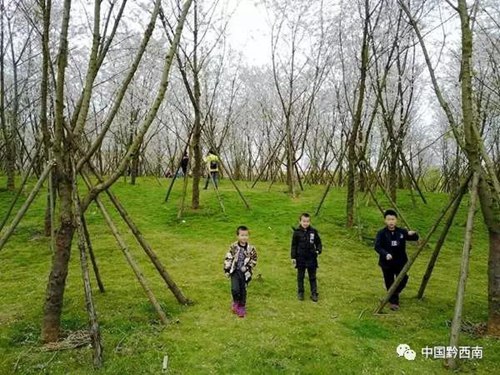 Cherry trees in Lutun burst in full bloom