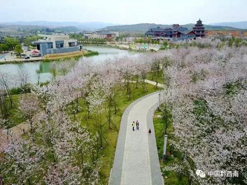 Cherry trees in Lutun burst in full bloom