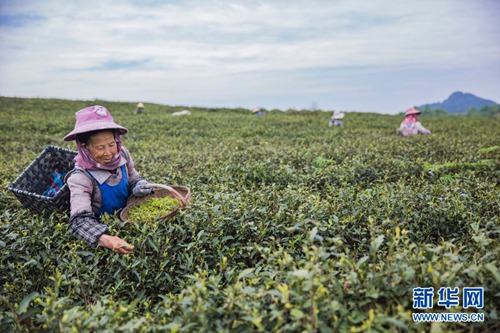 Farmers hasten spring tea picking