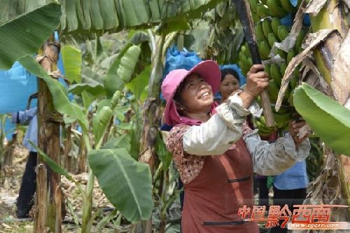 Bananas bring income to Lu'an