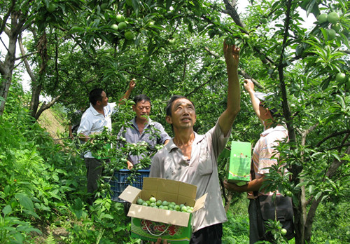 Guizhou county enjoys fruits of lucrative plum growing industry