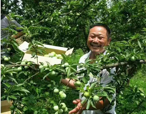 Guizhou county enjoys fruits of lucrative plum growing industry