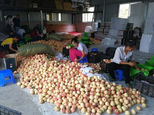 E-commerce helps Guizhou peaches sell nationwide
