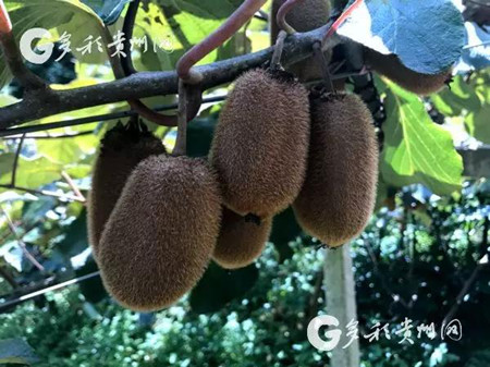 Xiuwen kiwi fruit industry integrates with e-commerce
