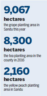 The lush grape helps yield progress for Sandu county's poor