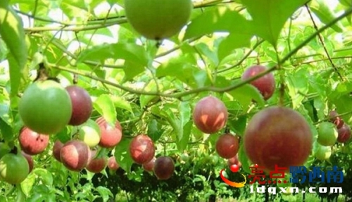 Juicy passion fruits are ripening in Xingyi