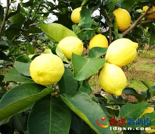 Local man curves poverty in Xingyi with lemons