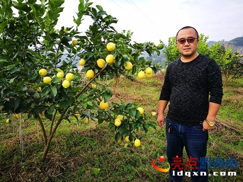 Local man curves poverty in Xingyi with lemons