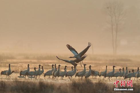 Guizhou Caohai shelters 100,000 migratory birds in winter