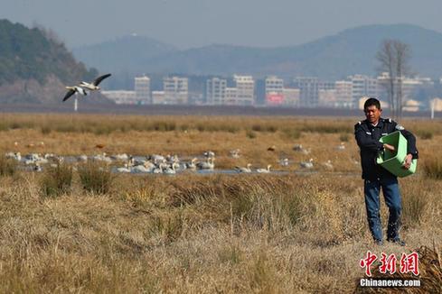 Guizhou Caohai shelters 100,000 migratory birds in winter