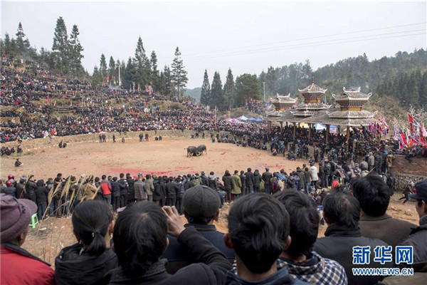 Bullfighting heats up lunar new year