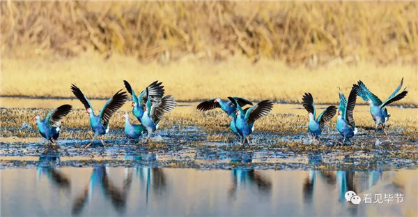 Rare swamp hens spotted in Guizhou's nature reserve