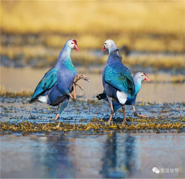 Rare swamp hens spotted in Guizhou's nature reserve