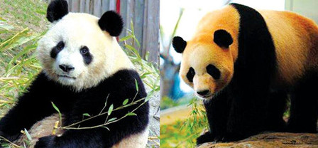 Two giant pandas come to Qianling Mountain Park