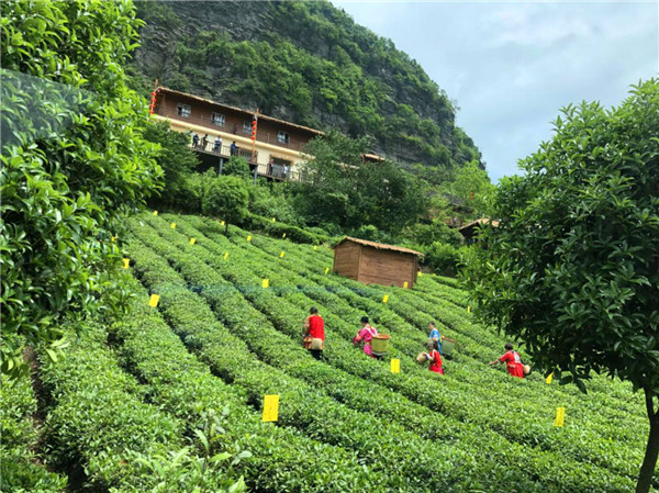 Guizhou tea expo concludes in Meitan county