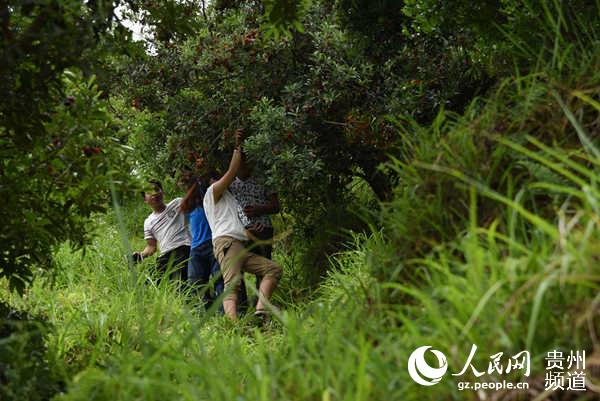Ripe waxberry raises rural income in Congjiang