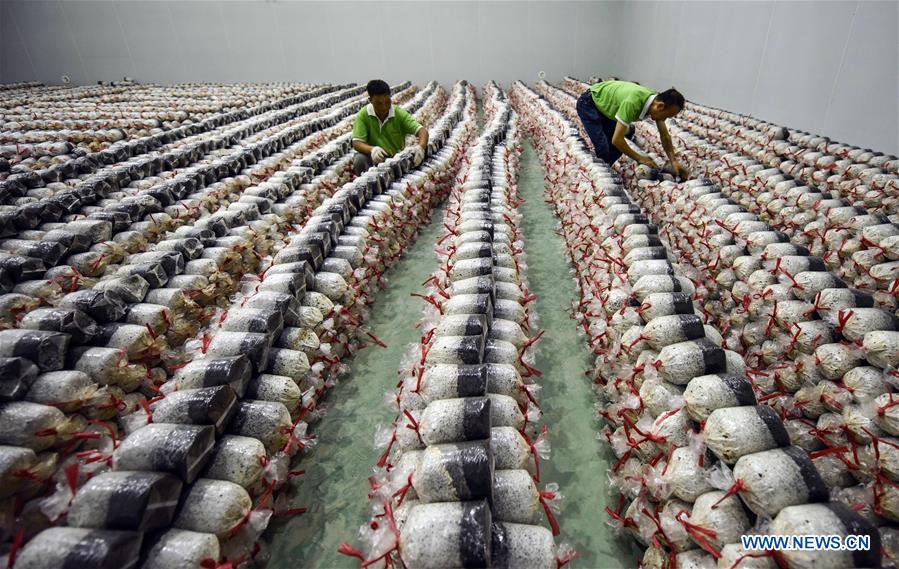 Farmers encouraged to grow edible fungi in Guizhou