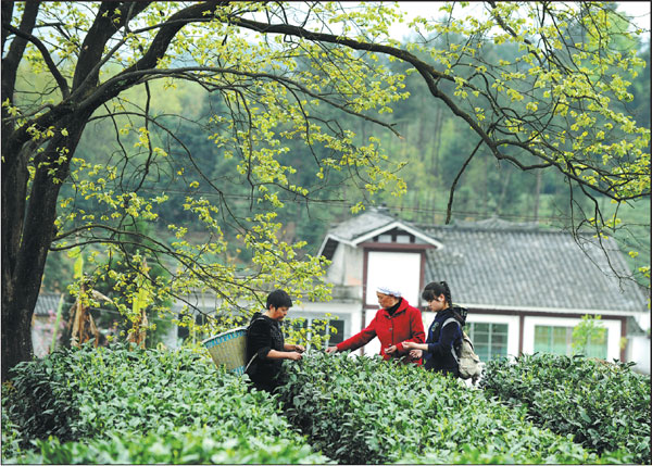 Tea cultivation brews rich lives for villagers