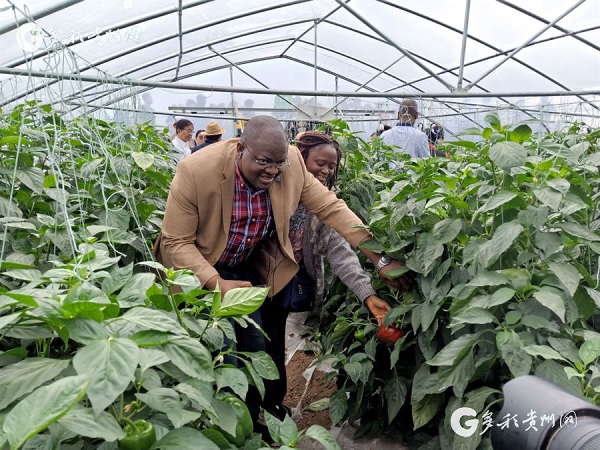 CACF delegation inspects poverty alleviation in Guizhou