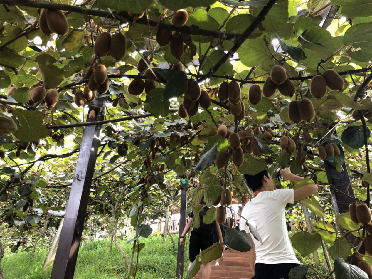 E-commerce feast promotes kiwi fruit industry in rural Xiuwen