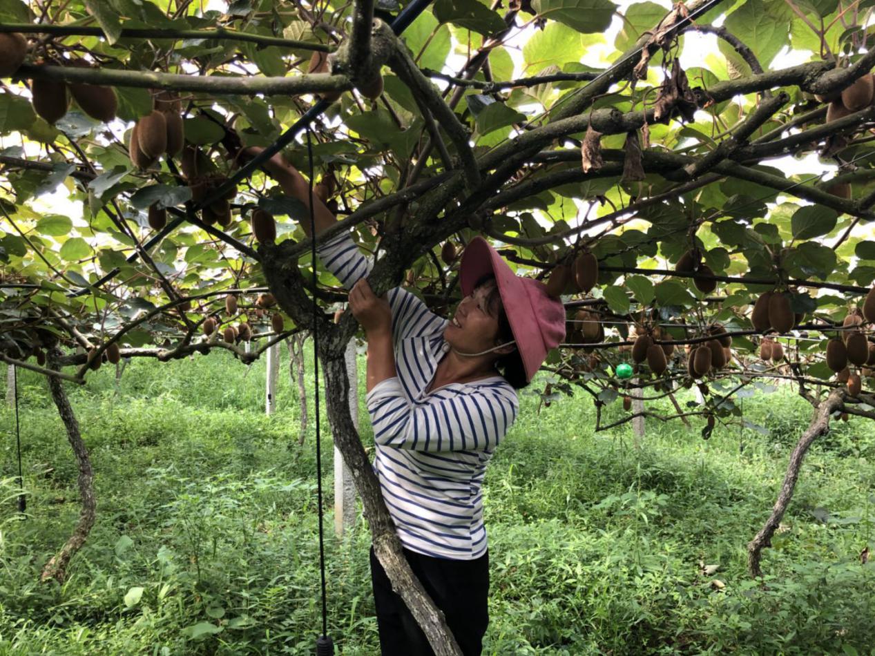 E-commerce feast promotes kiwi fruit industry in rural Xiuwen