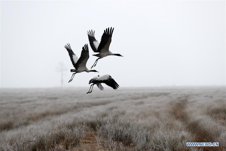 Over 1,500 black-necked cranes arrive in Guizhou to live through winter